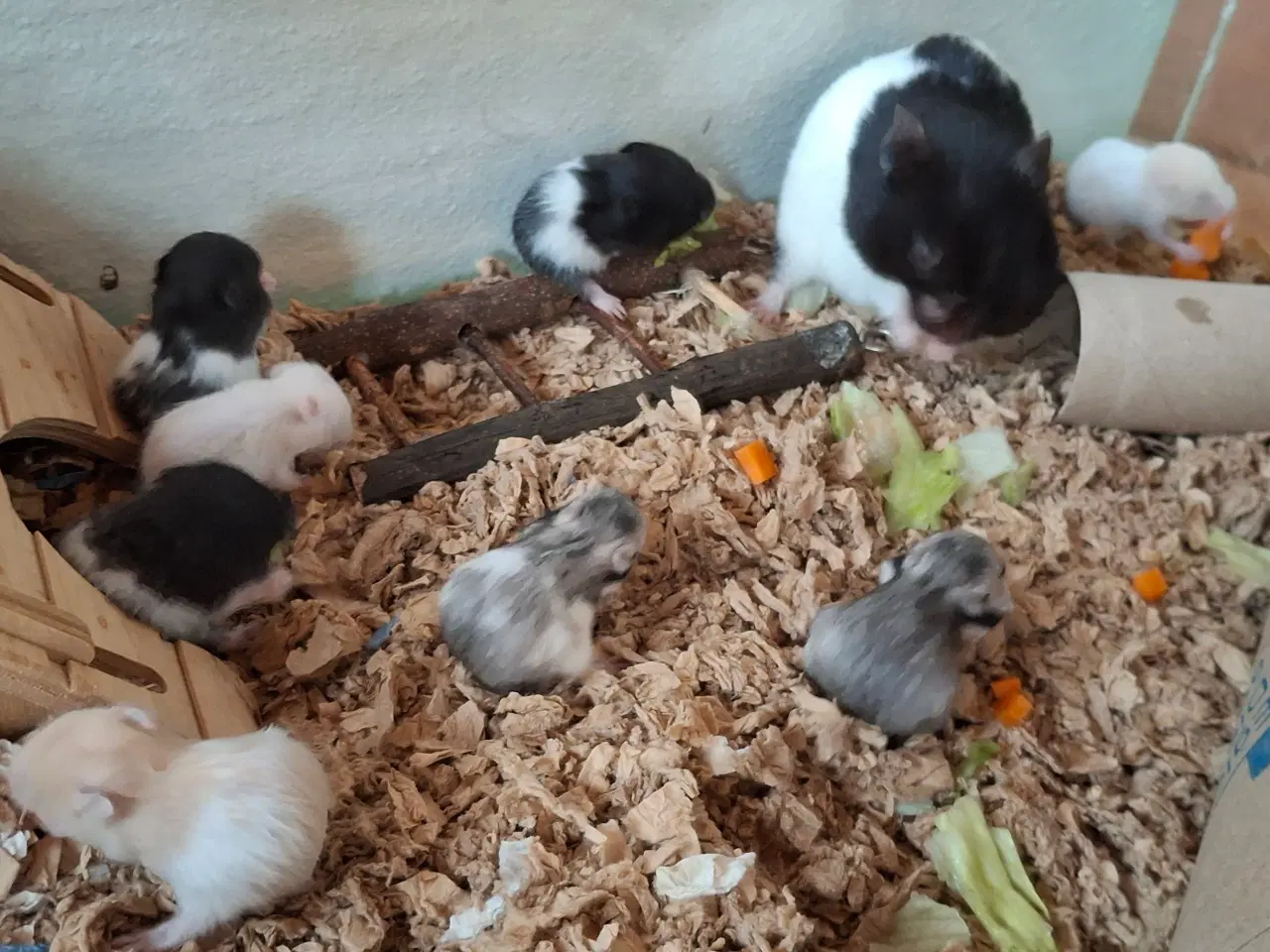 Billede 1 - Guldhamster unger 