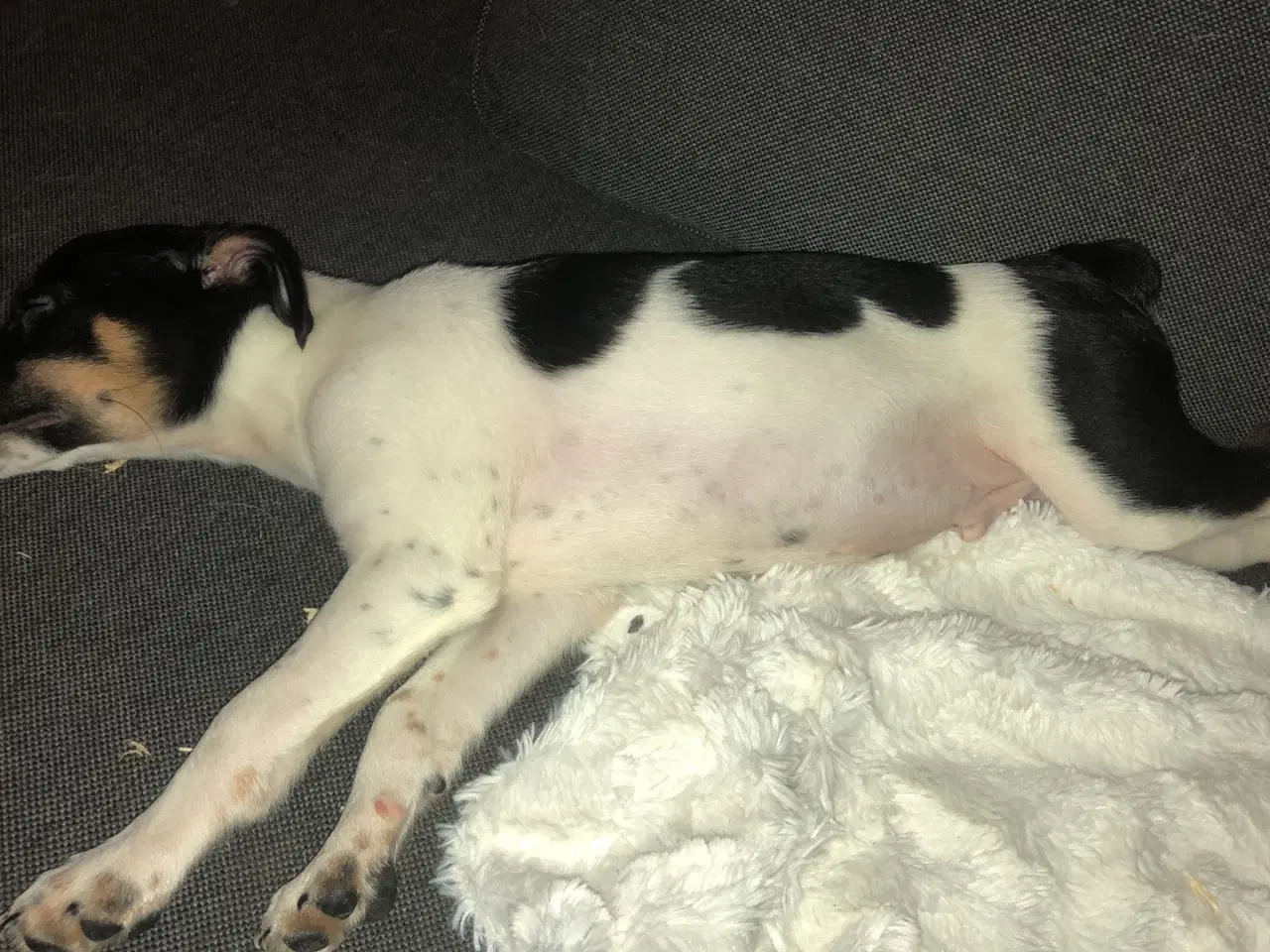 Billede 4 - Fedtmule og Batman søger nye hjem