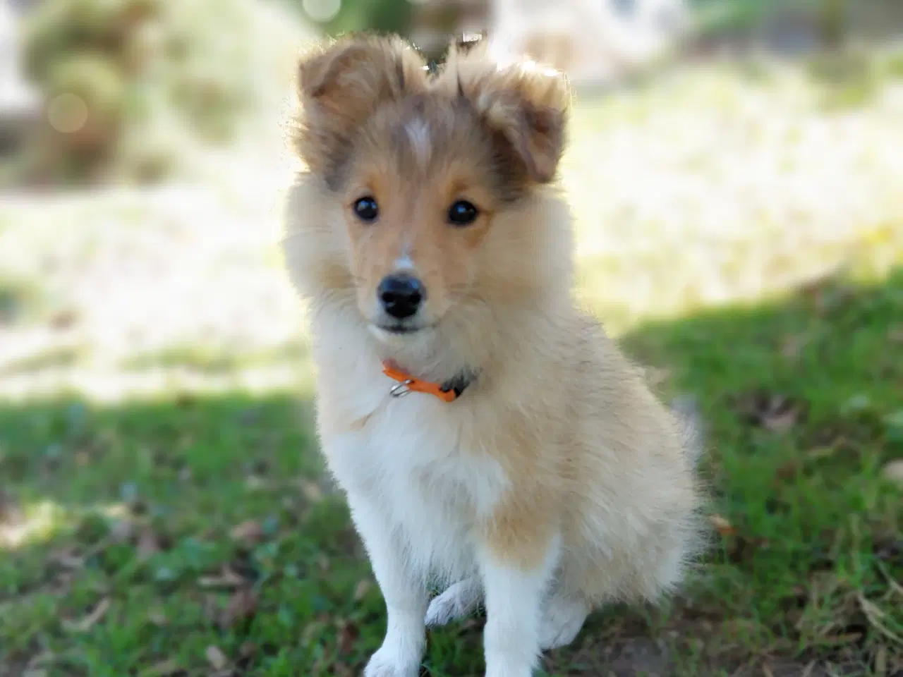 Billede 3 - Sheltie hvalp hankøn