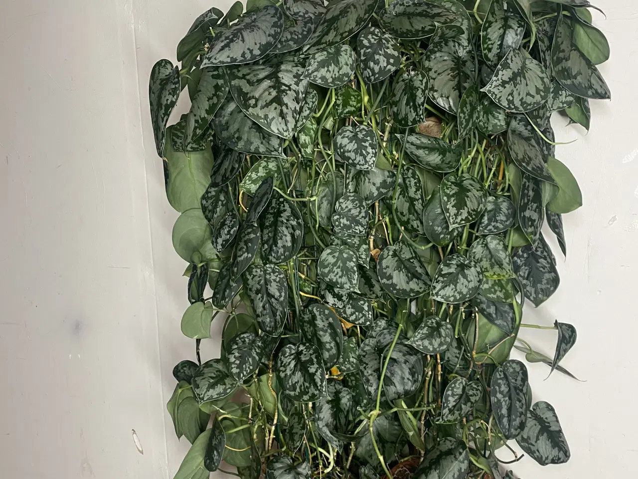 Billede 2 - Genbrugs Planter