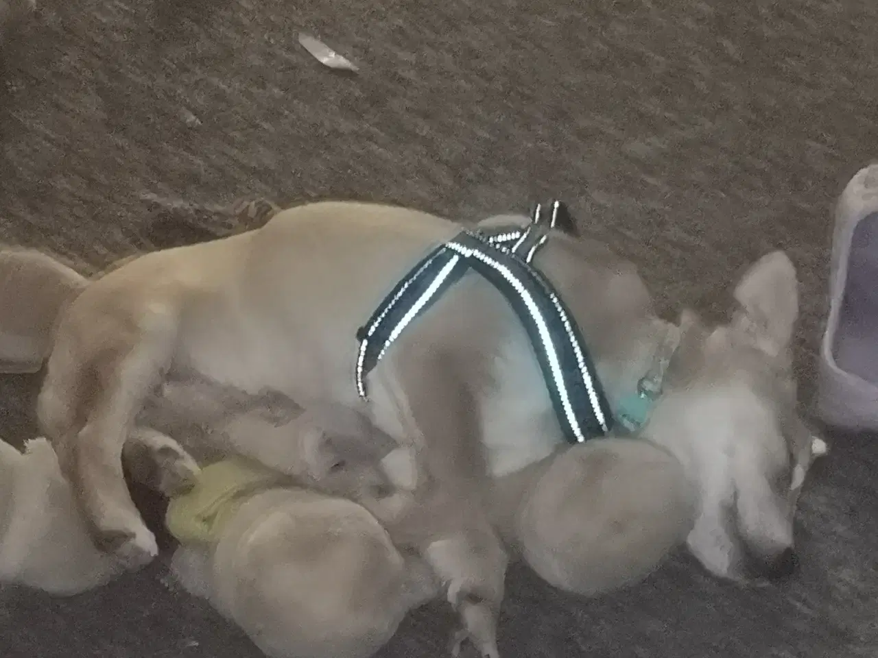 Billede 5 - Patrocle i pleje i DK