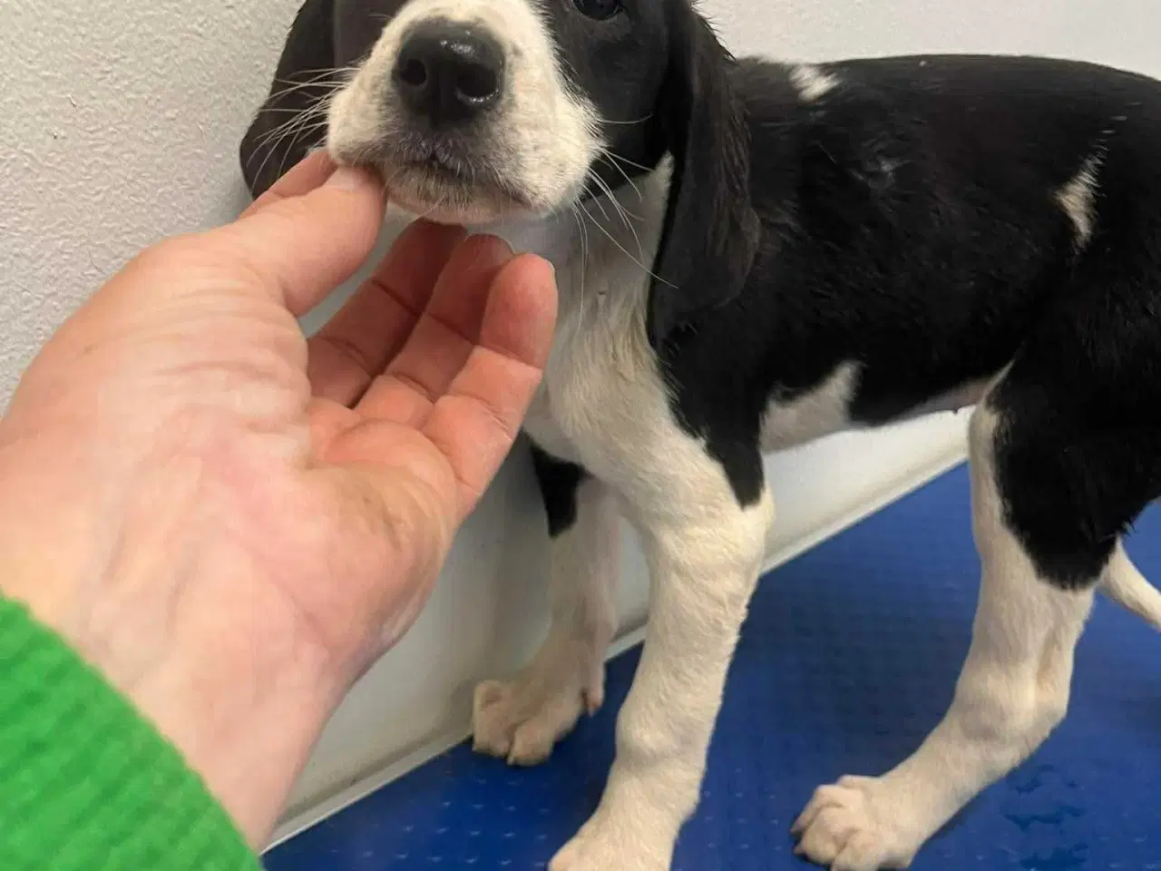 Billede 2 - Sødeste Kaley søger familie