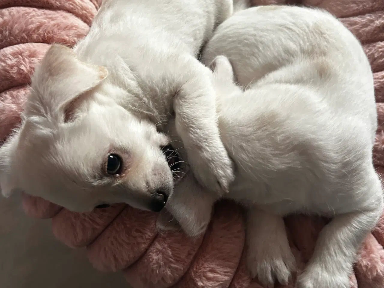 Billede 4 - Bichon frise/chihuahua/malteser hvalpe