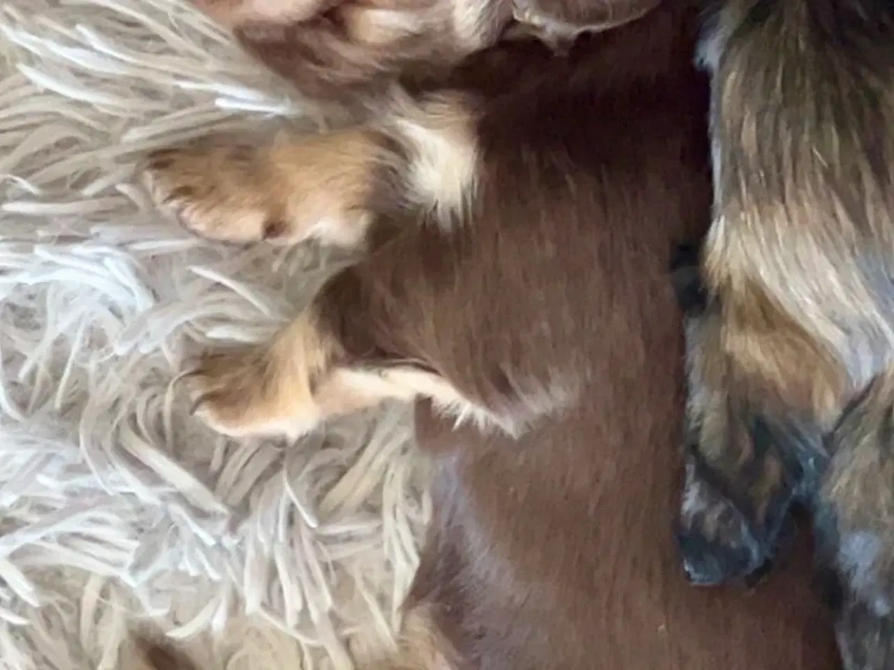 Billede 4 - Gravhund hvalpe langhåret dværg