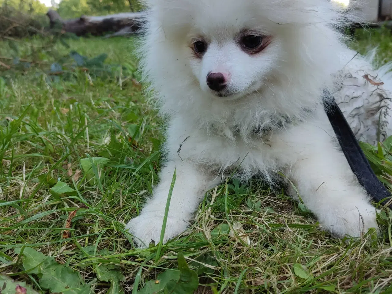 Billede 1 - Mini Pomeranian 