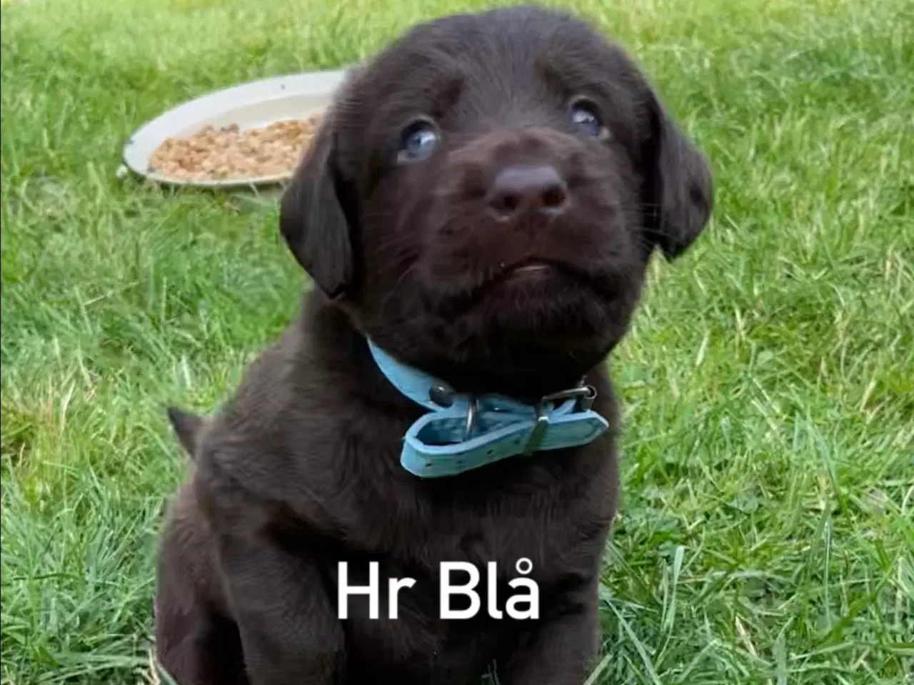 Billede 5 - Kærlig og intelligent hvalp
