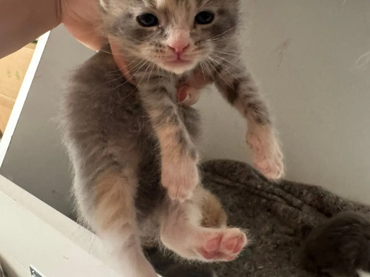 Billede 13 - Maine coon blandings killinger sælges