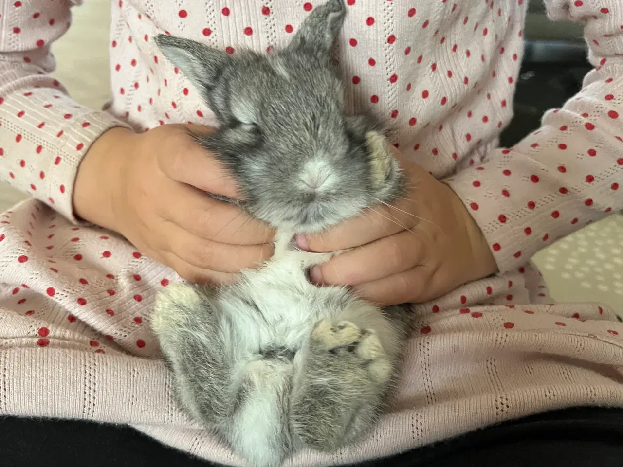 Billede 9 - Minilop/lionlop unger sælges 🐰