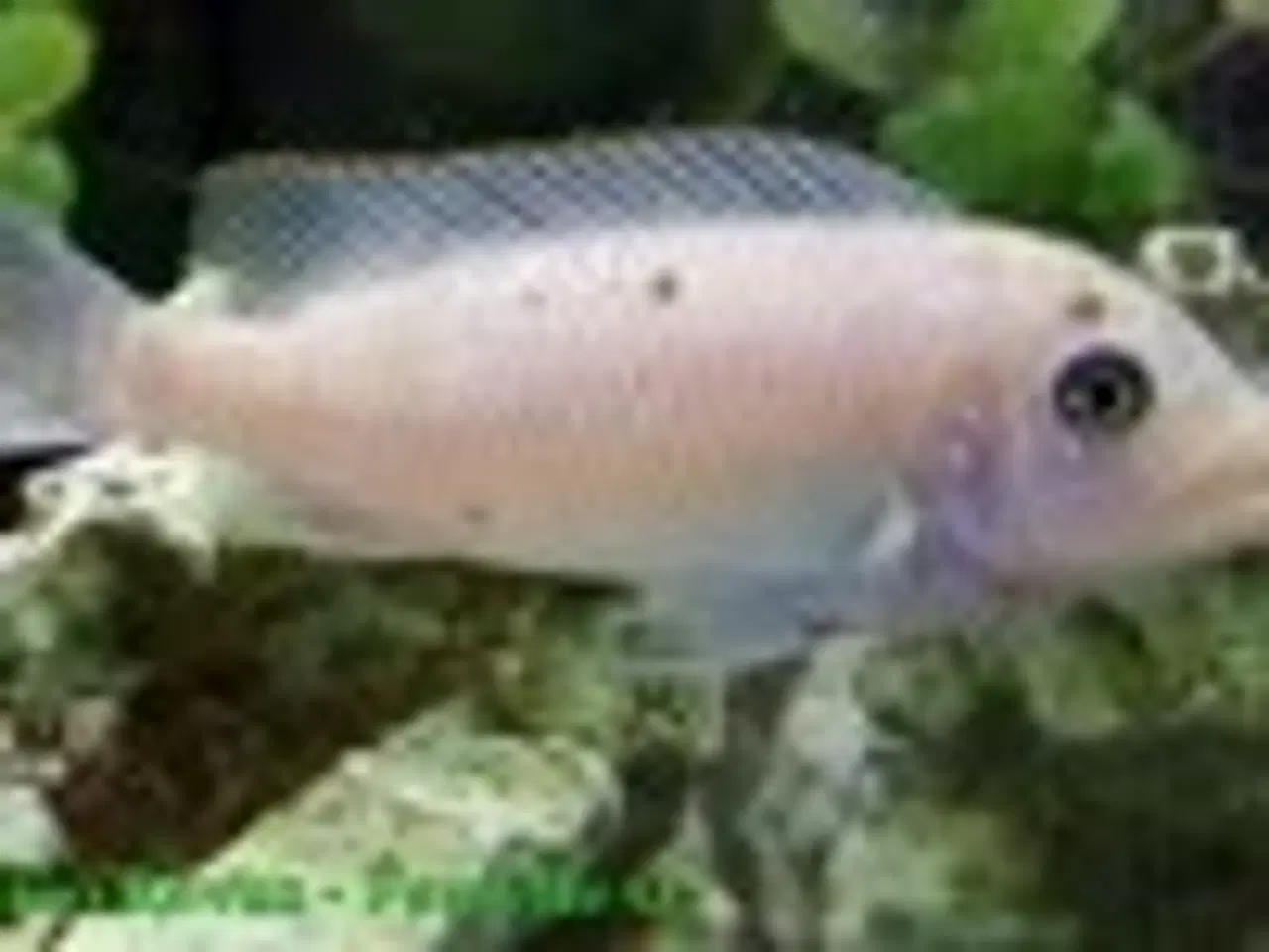 Billede 3 - Fainzilberi Makonde (Mbuna)