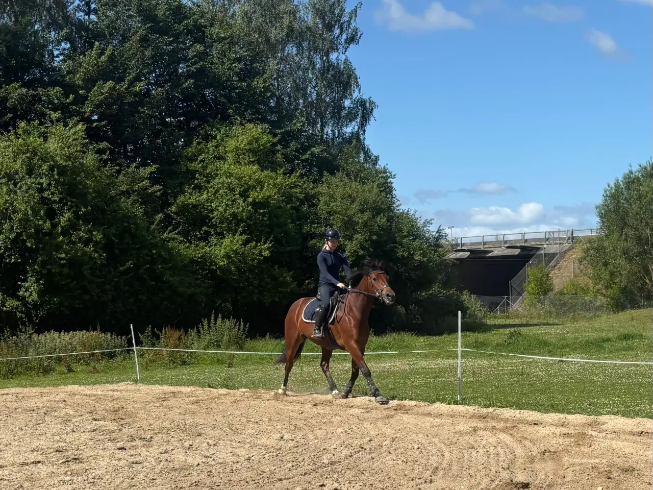 Billede 1 - 4 års Vallak efter Blue Hors Rockefeller
