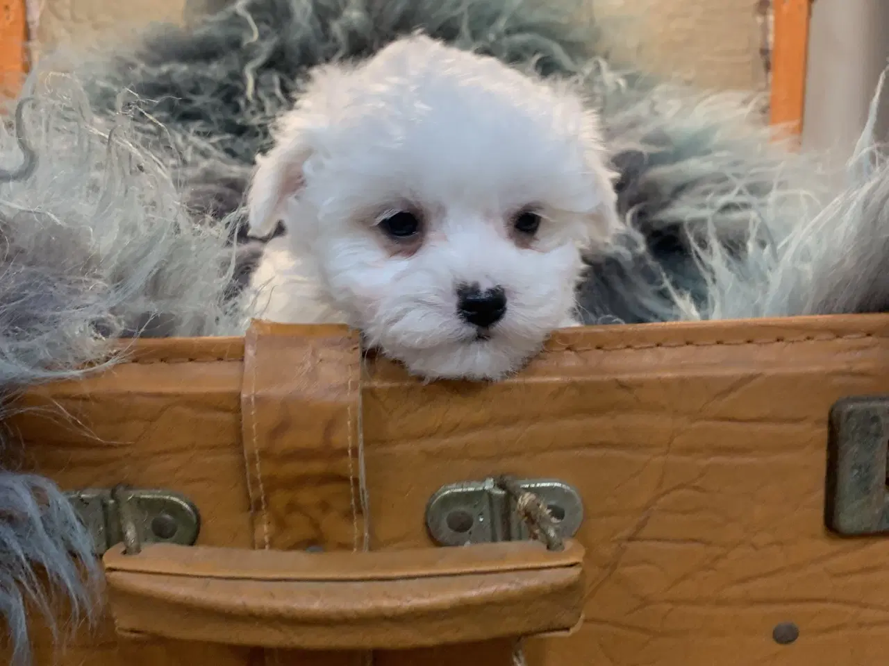 Billede 11 - De smukkeste Maltichon babyer 