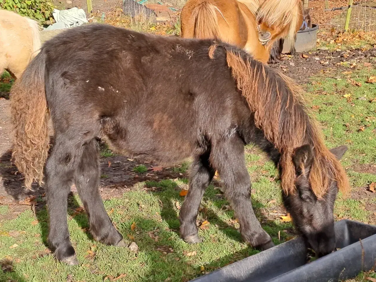 Billede 2 - Shetlandspony 1-års hingsteplage. 