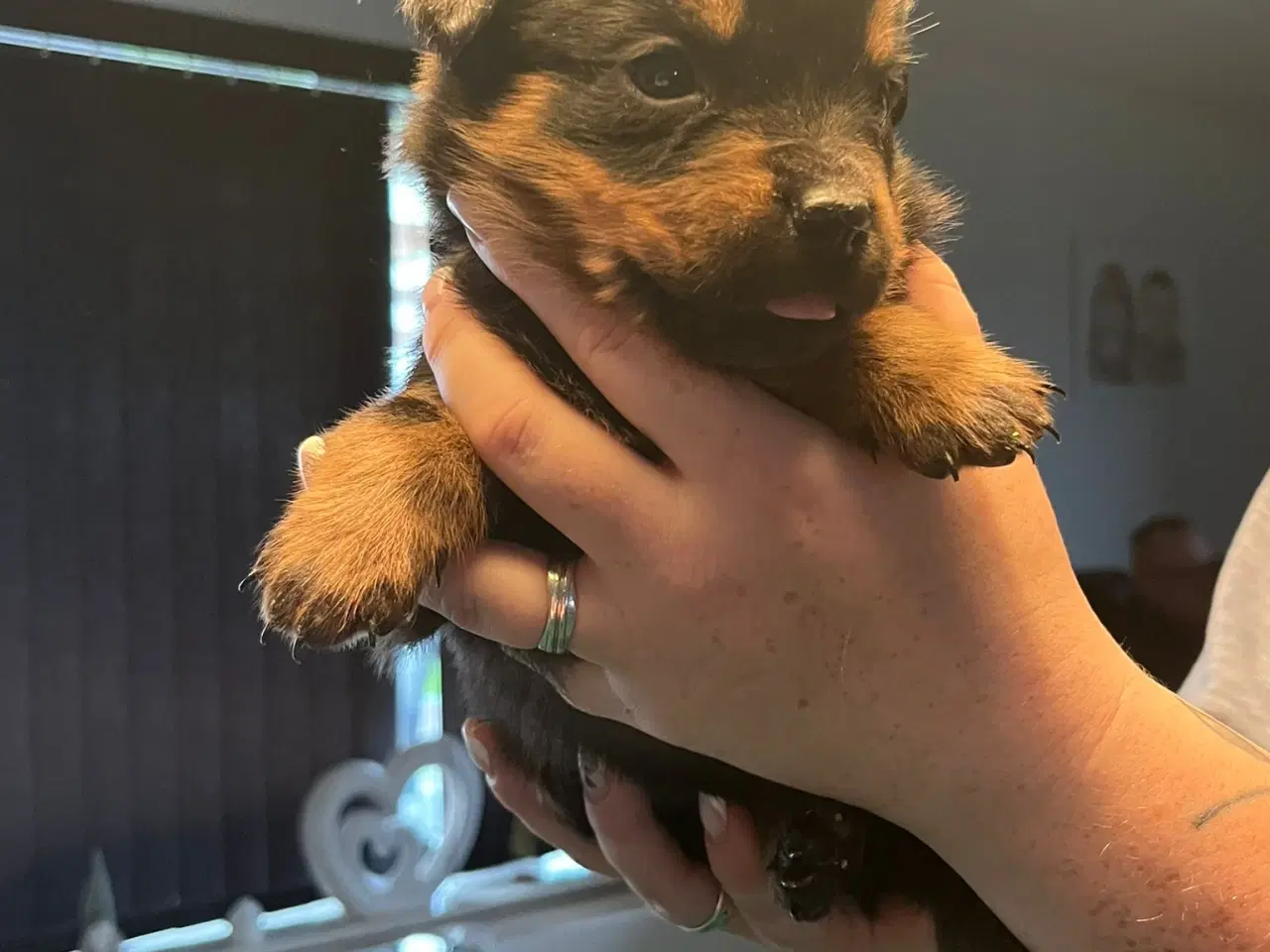 Billede 4 - Ægte Rottweiler