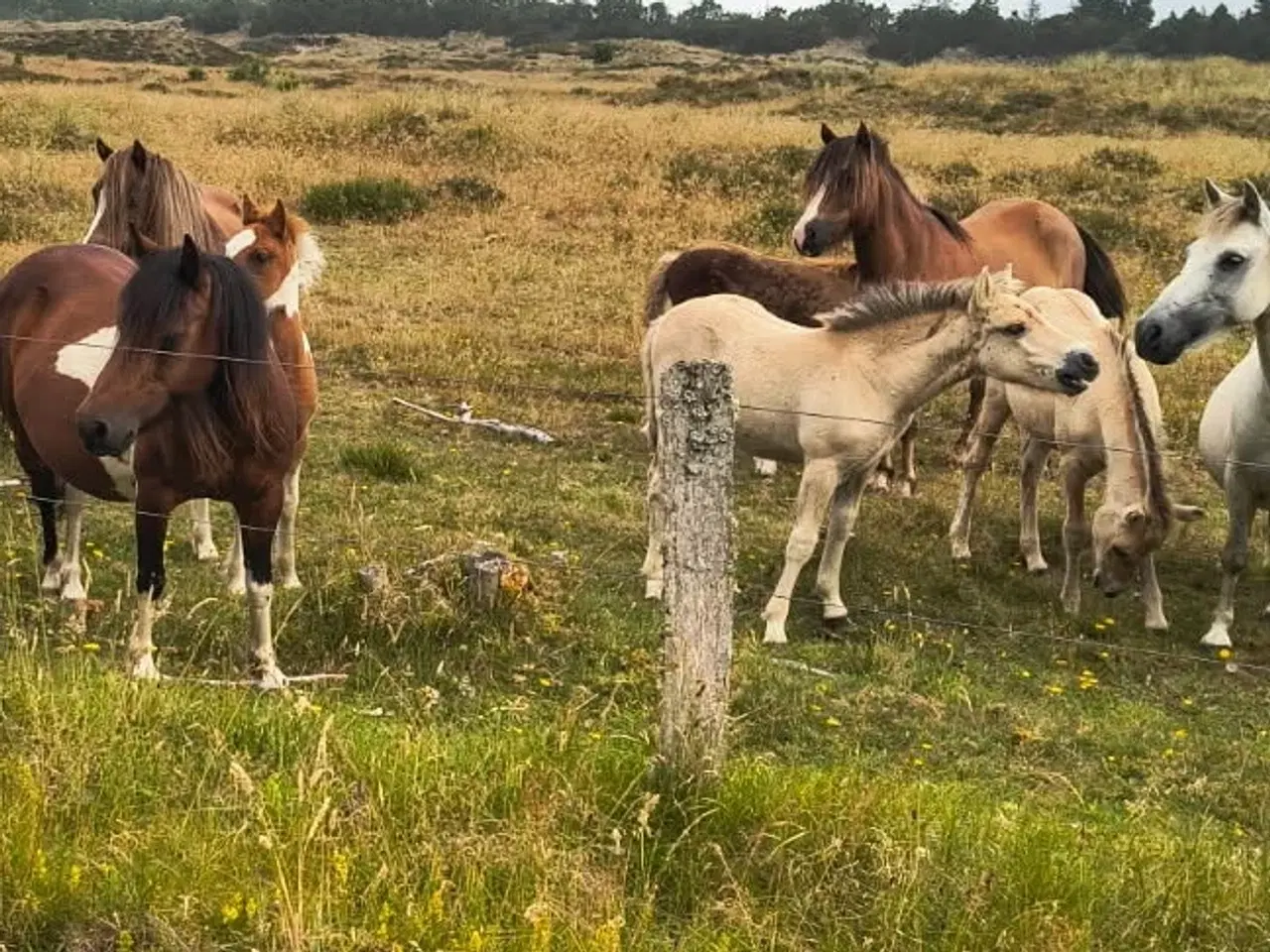 Billede 2 - Reduktion af hestehold