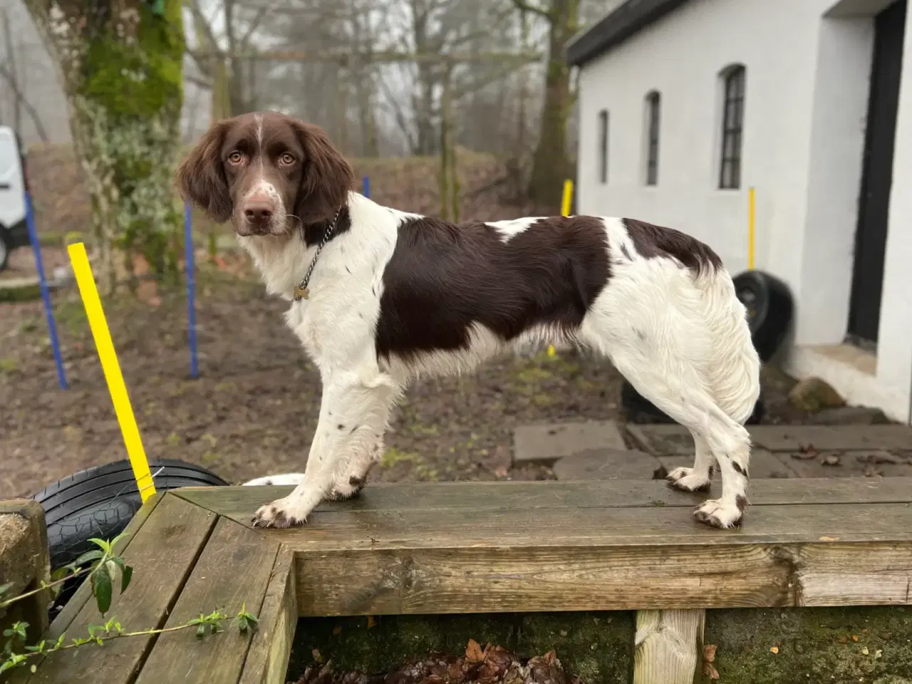 Billede 9 - Springer spaniel/kleiner hvalpe