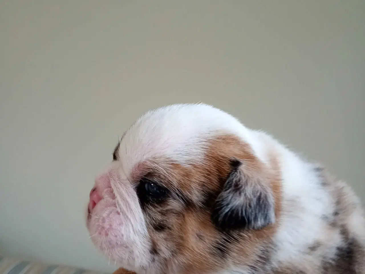 Billede 2 - Engelsk bulldog hvalpe 