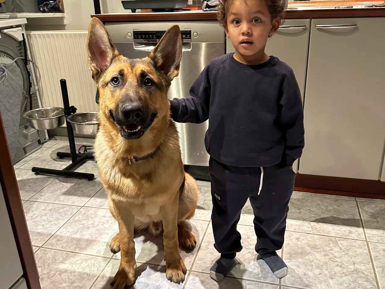 Billede 2 - Schæfer/Rottweiler blanding