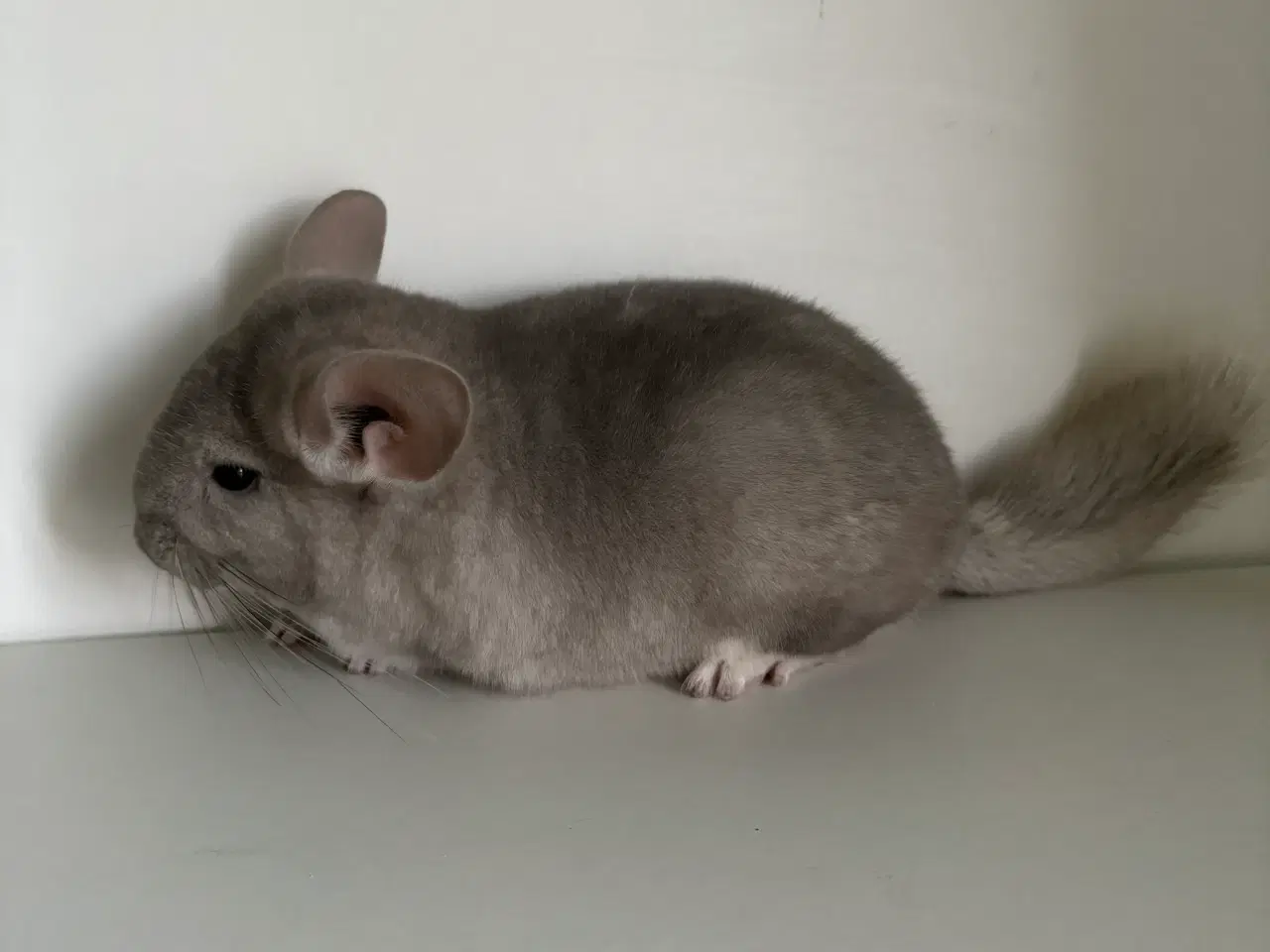Billede 2 - Beige HUN chinchilla 