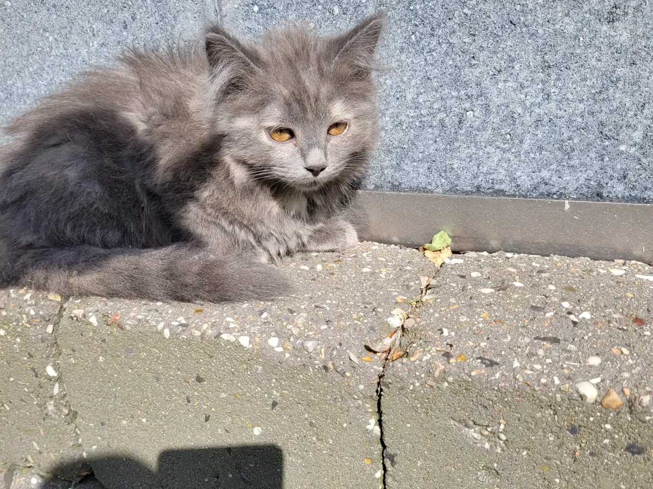 Billede 1 - Katte killinger 