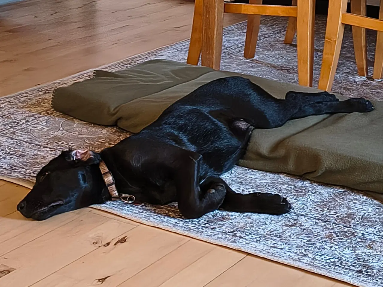 Billede 3 - Labrador Retriever 