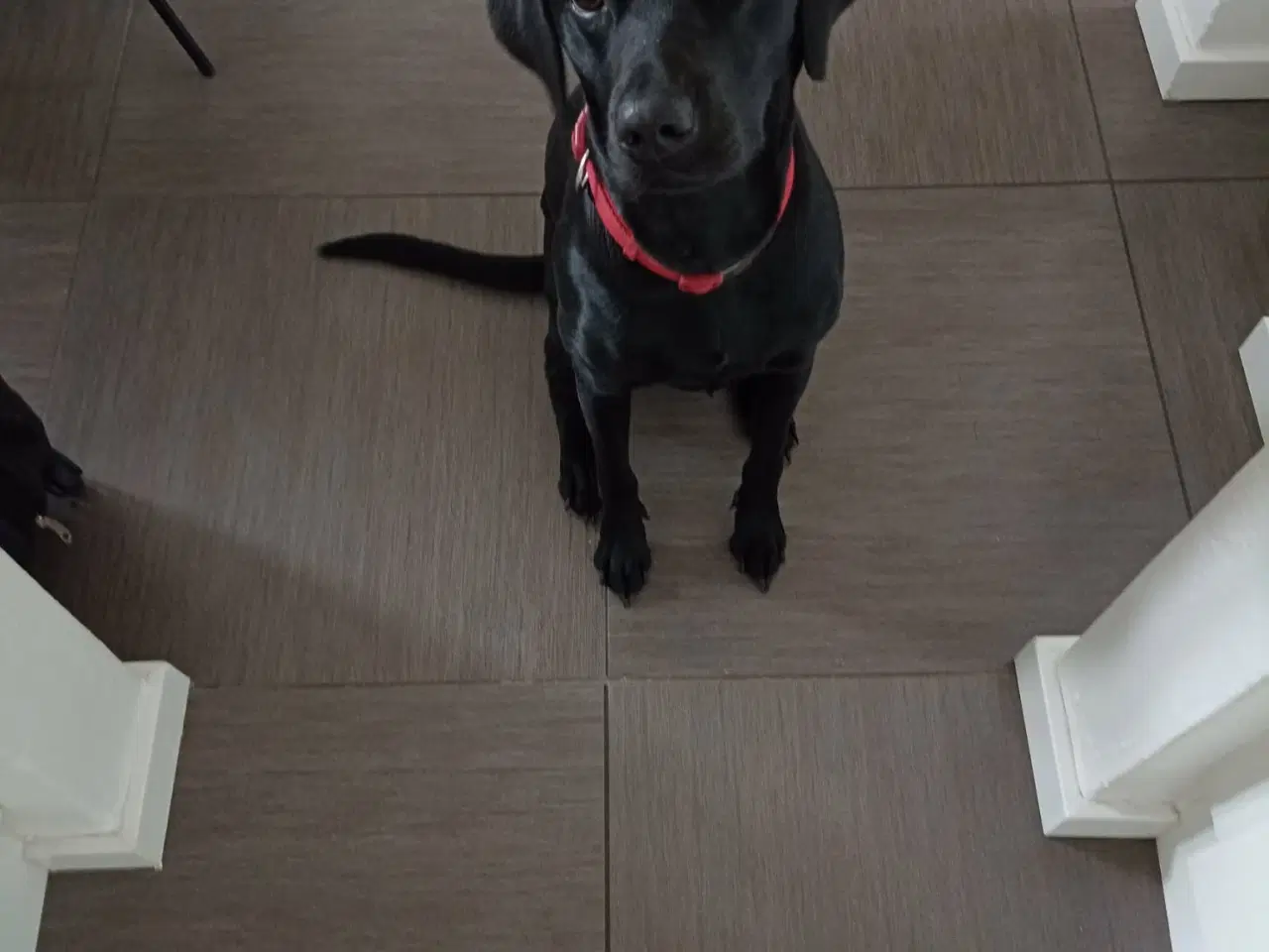 Billede 8 - Skønne Labradoodle hvalpe 