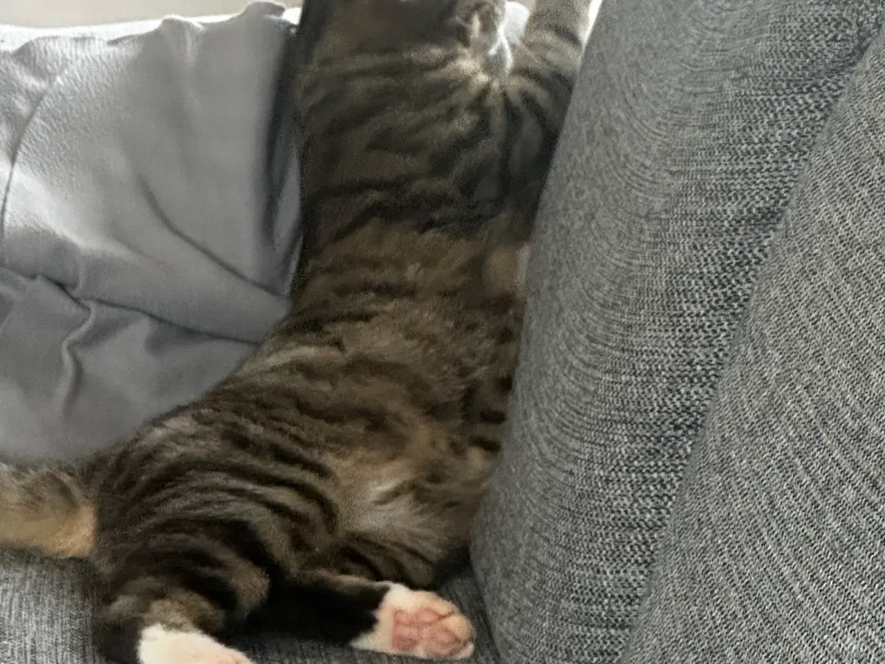 Billede 1 - Han kat fra April sidste år