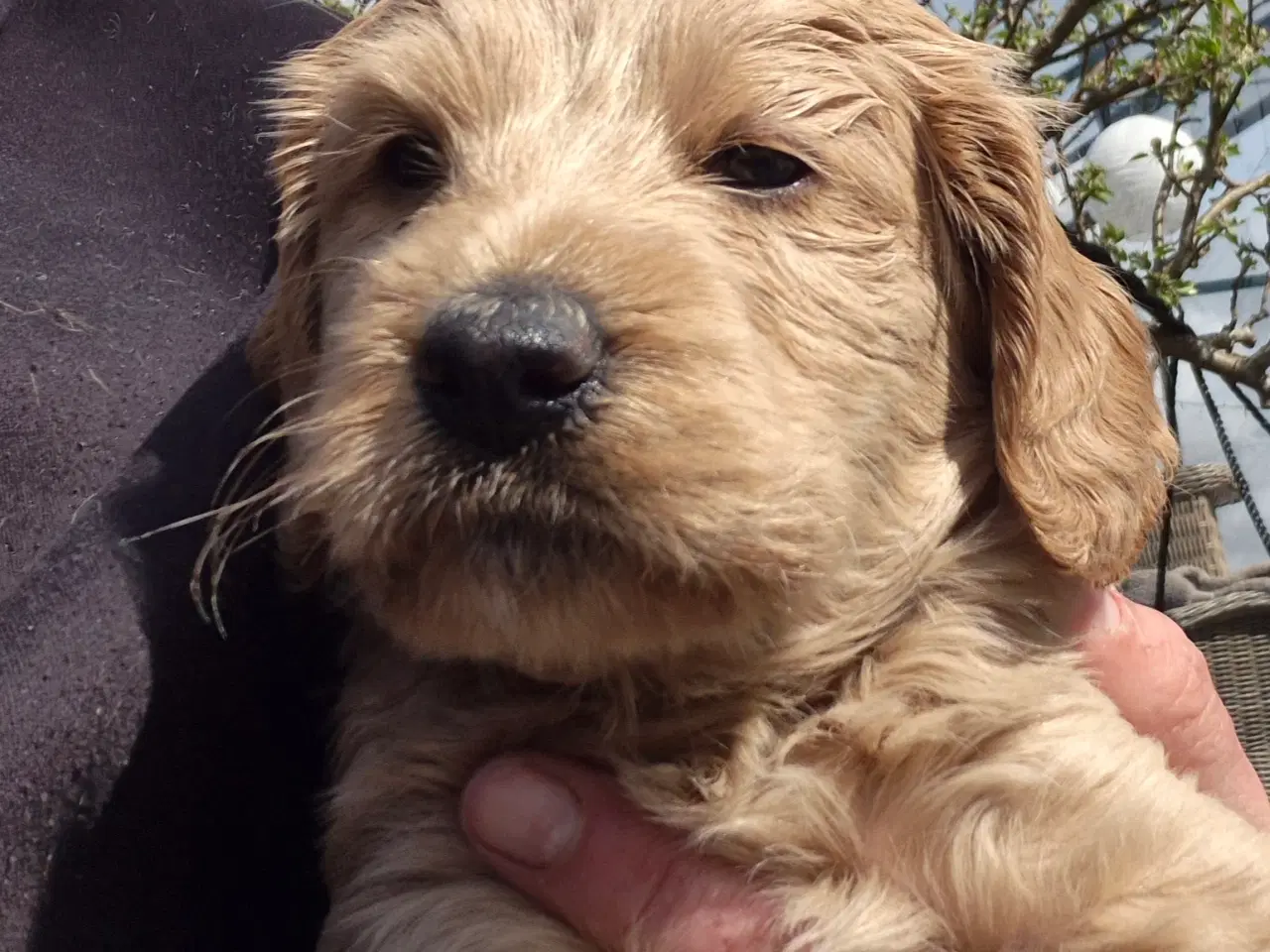 Billede 10 - Goldendoodle  hvalpe - 14-21 kg