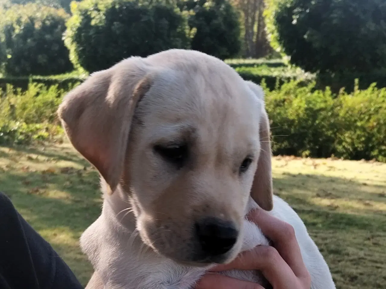 Billede 14 - Gule labrador hvalpe.