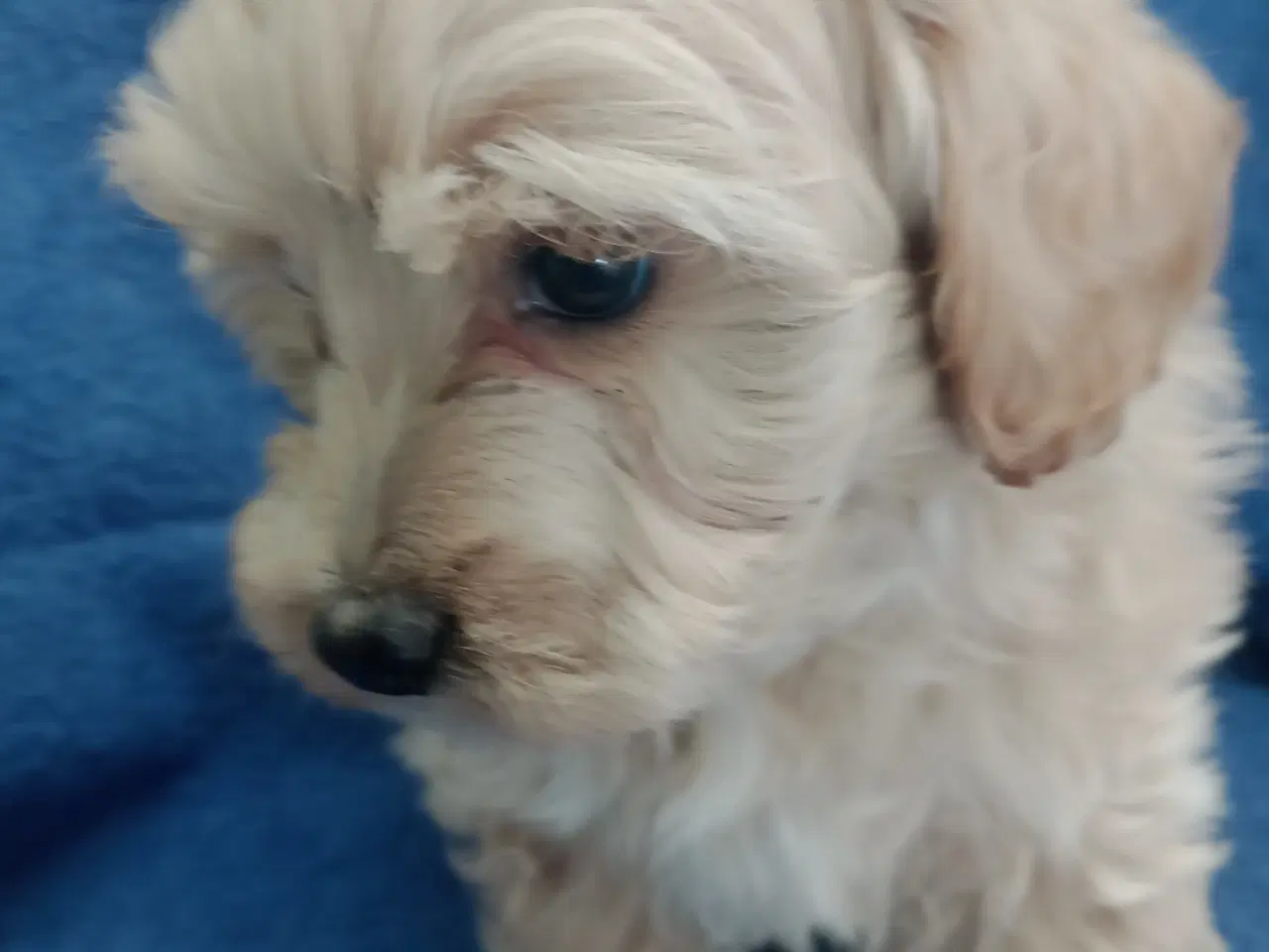Billede 12 - Maltipoo hvalpe