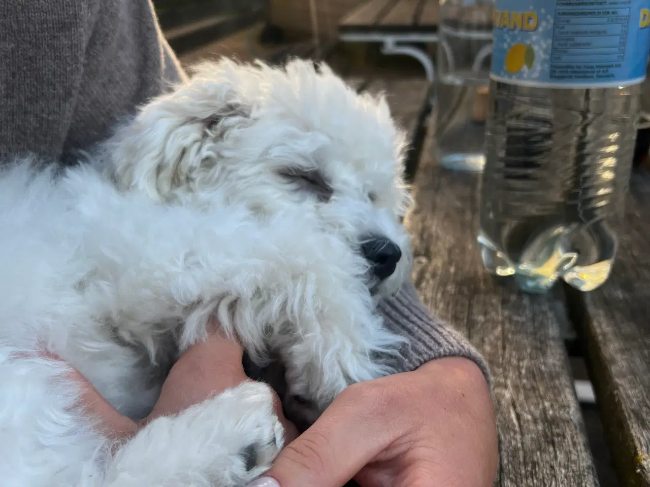 Billede 6 - Bedårende, kærlig og charmerende Bichon Frisé