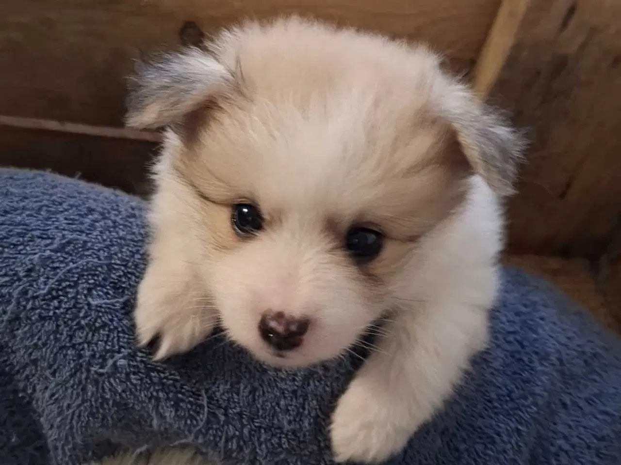 Billede 11 - Små pomeranian hvalpe 🐾