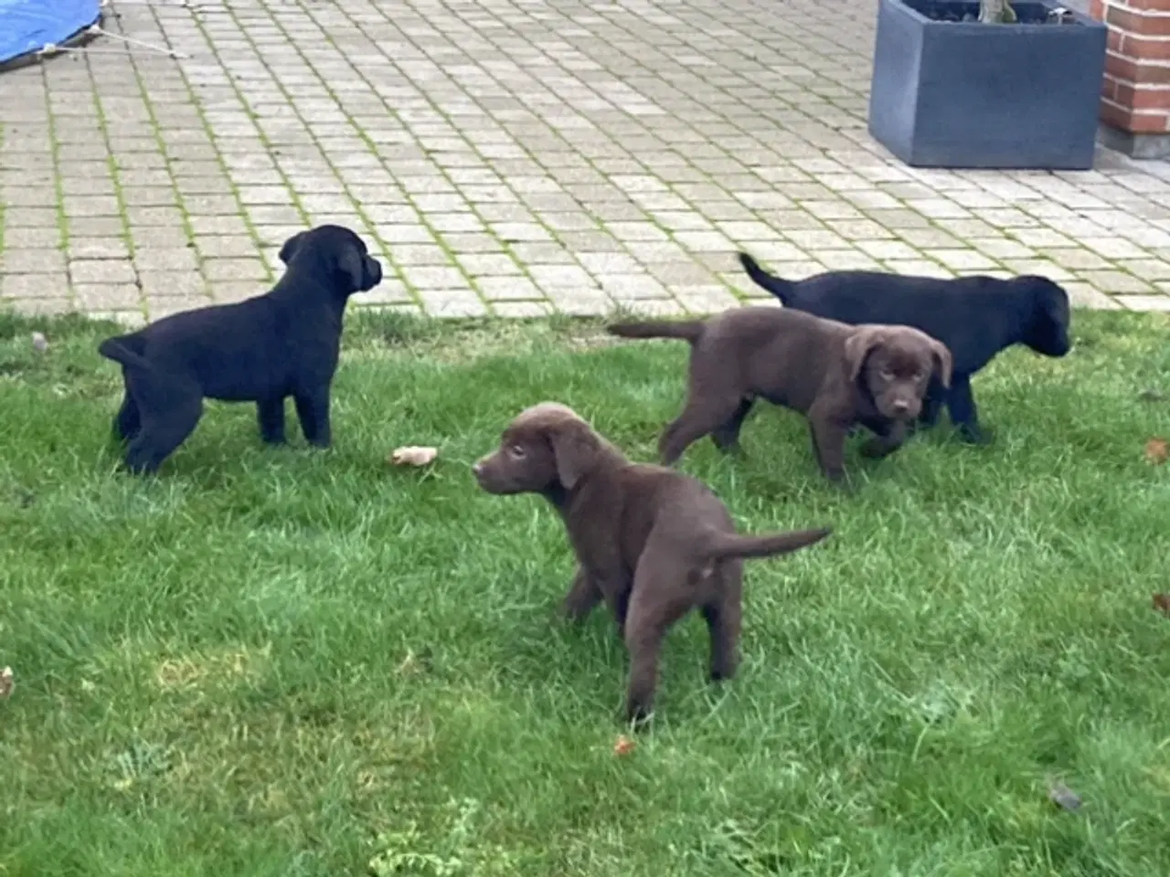 Billede 11 - Ægte labrador hvalpe sælges 