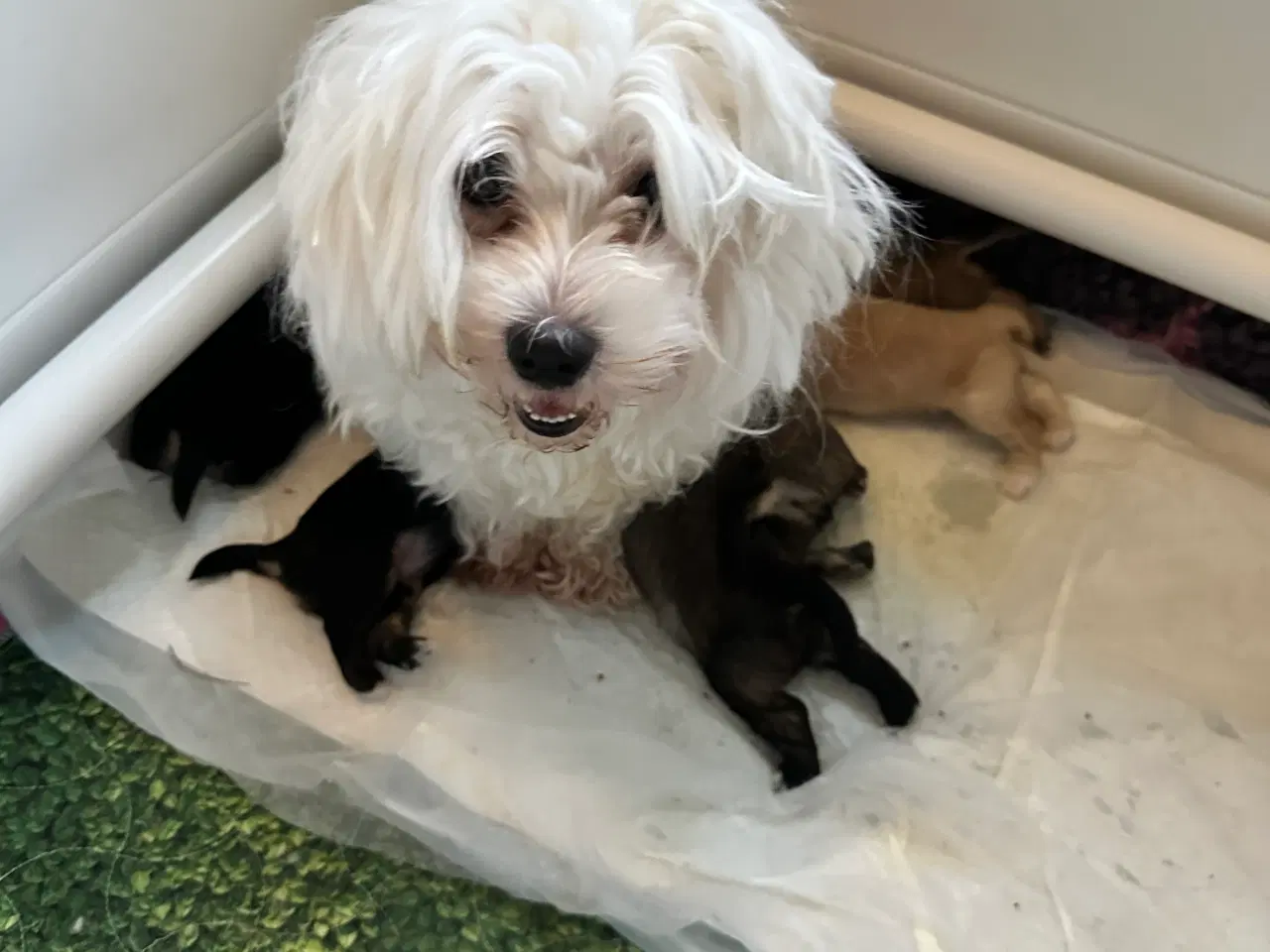 Billede 1 - Hunde valpe malteserblanding