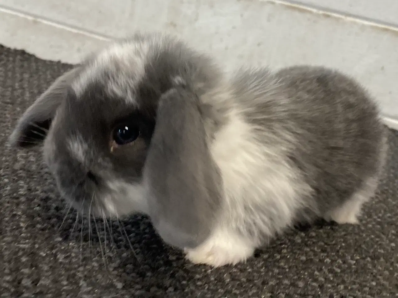 Billede 1 - FRANSK VÆDDER HUN BLÅ KAPPETEGNET