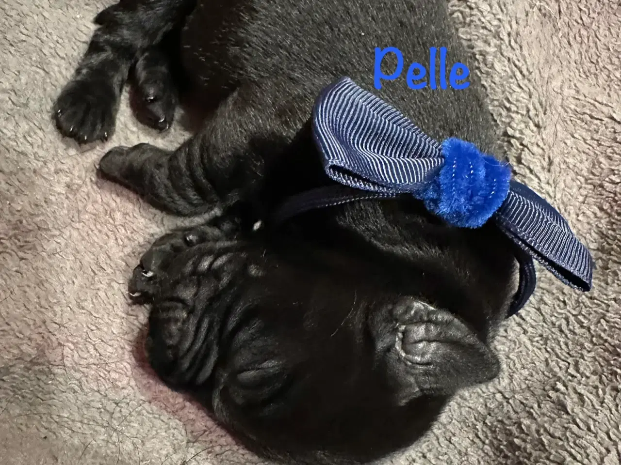 Billede 13 - Lækre Labrador Hvalpe Basser😍 til salg 