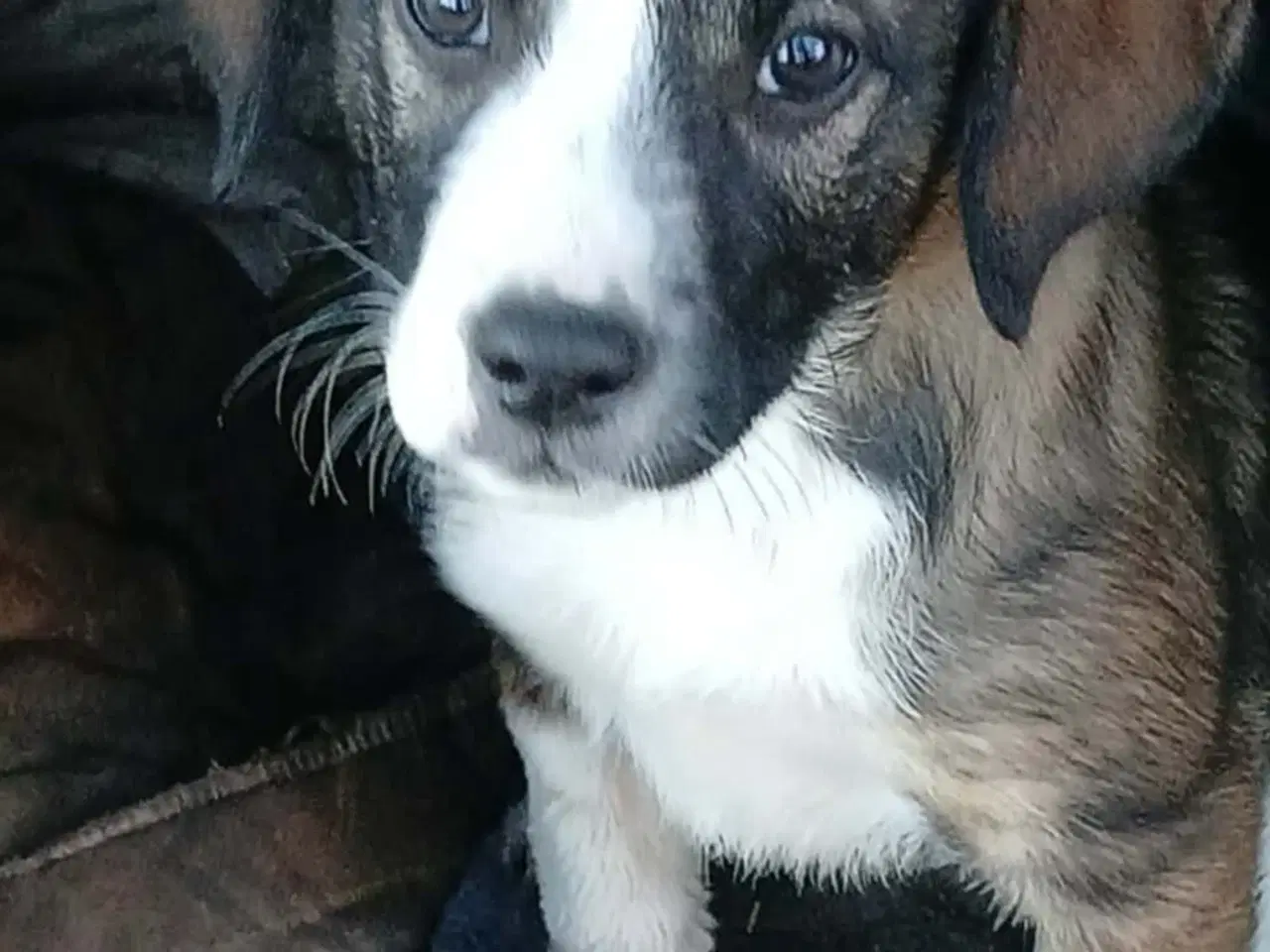 Billede 2 - Skønne Ada søger sin egen familie