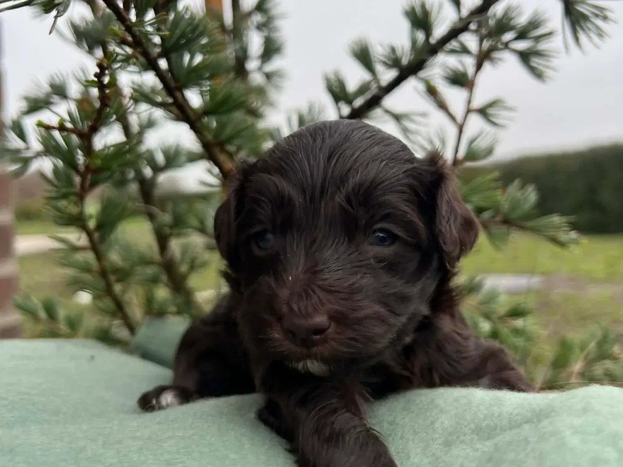 Billede 2 - Havapoo F1B