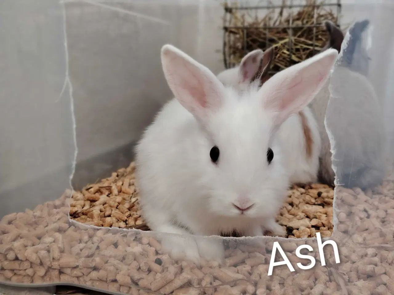 Billede 2 - Renlige Fri-Kaniner🐰🪻