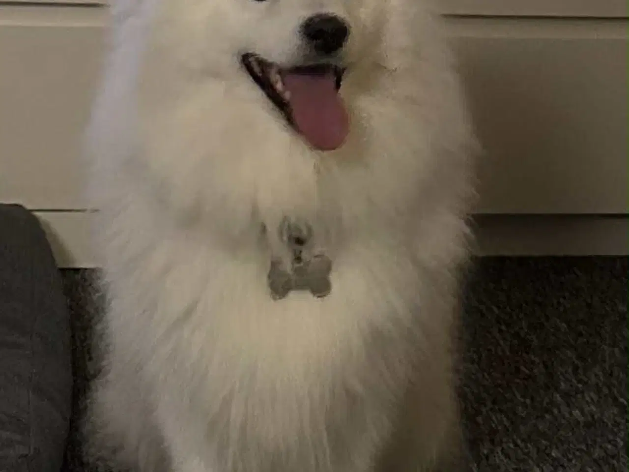 Billede 3 - Japansk spids