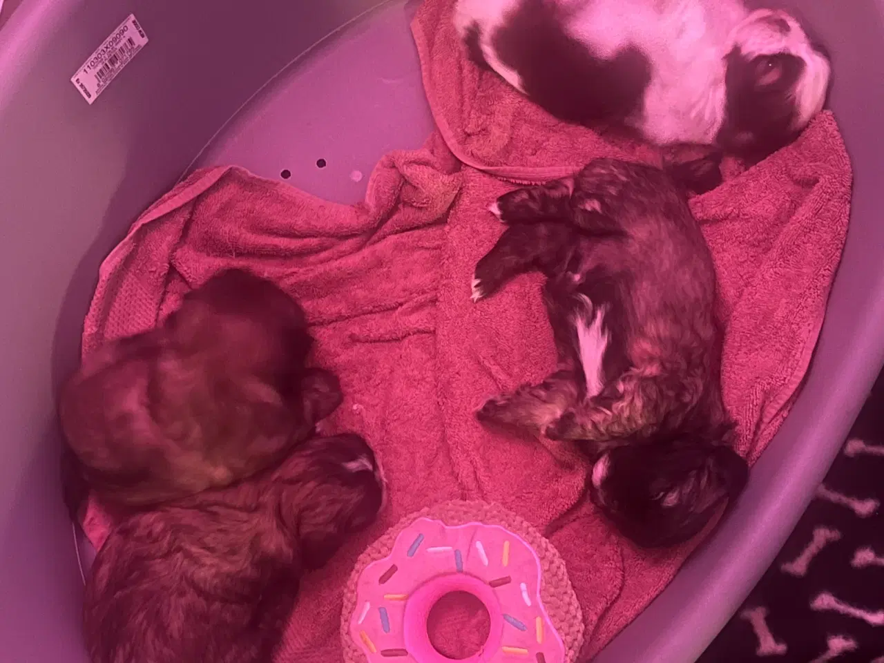 Billede 1 - Skønne Shih tzu hvalpe