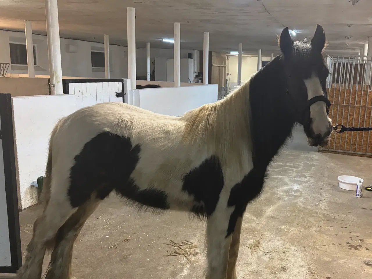 Billede 2 - Irish cob vallak Danmarks roligste