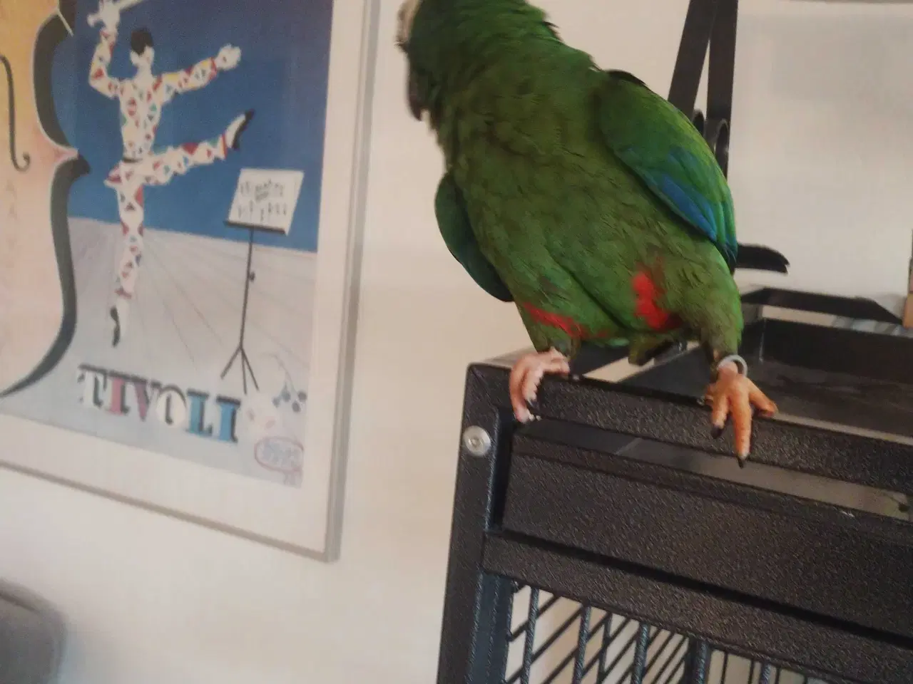 Billede 3 - Ara Maracana til salg