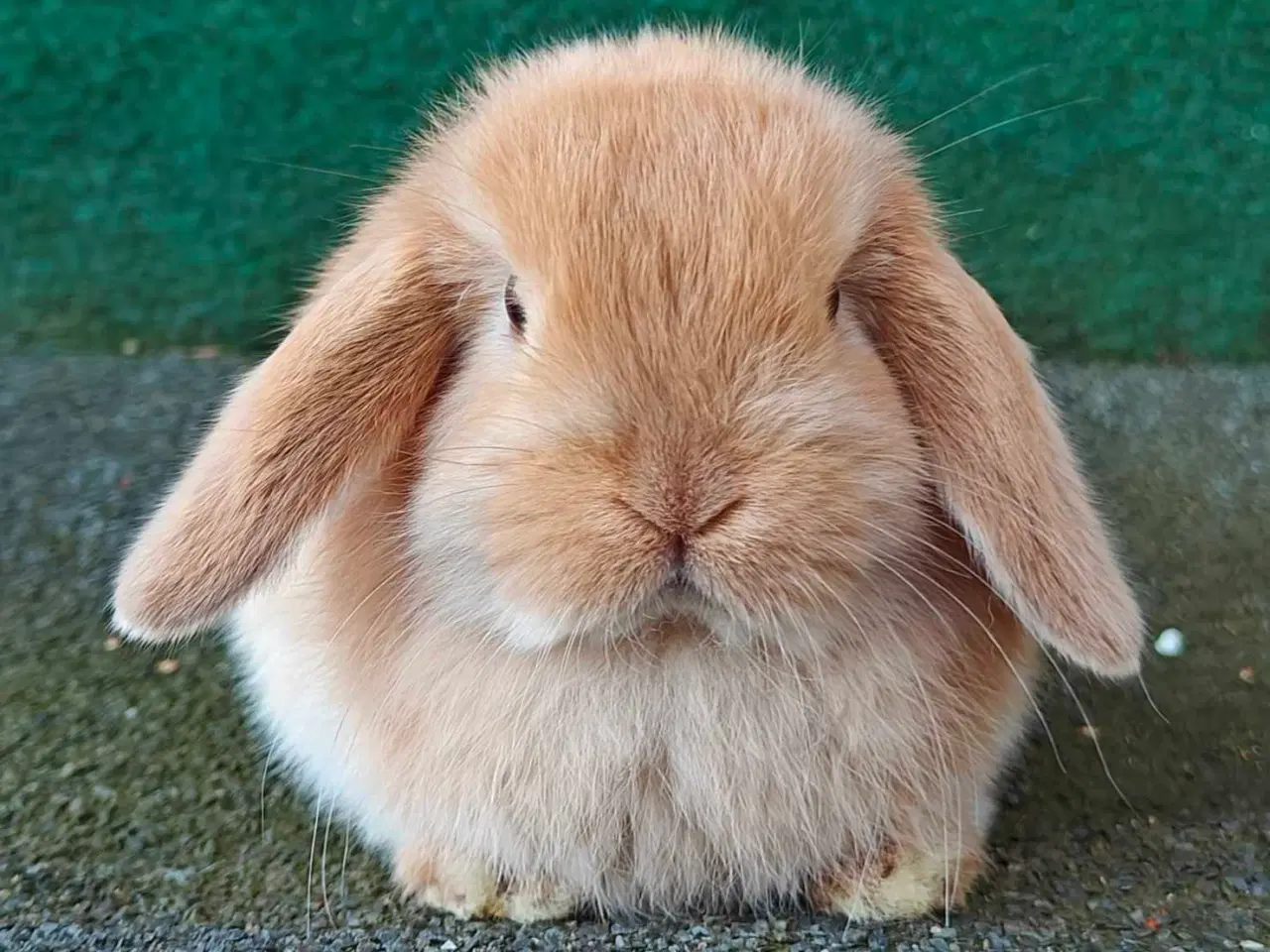 Billede 11 - Minilop