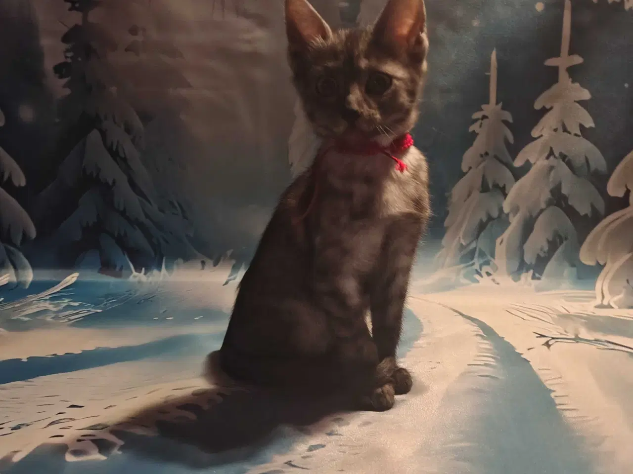 Billede 1 - Egyptiske Mau pige