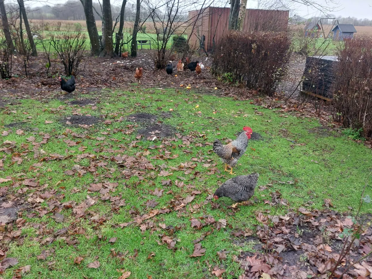 Billede 4 - Friske landæg 