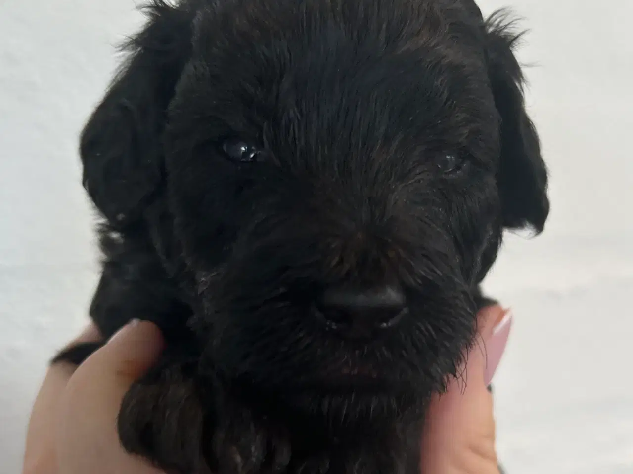 Billede 4 - Goldenlabradoodle Hubert