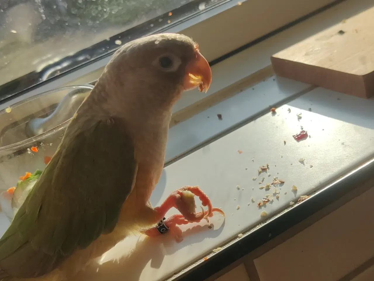 Billede 3 - Lille conure han sælges