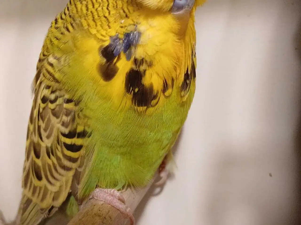 Billede 5 - Engelske undulater