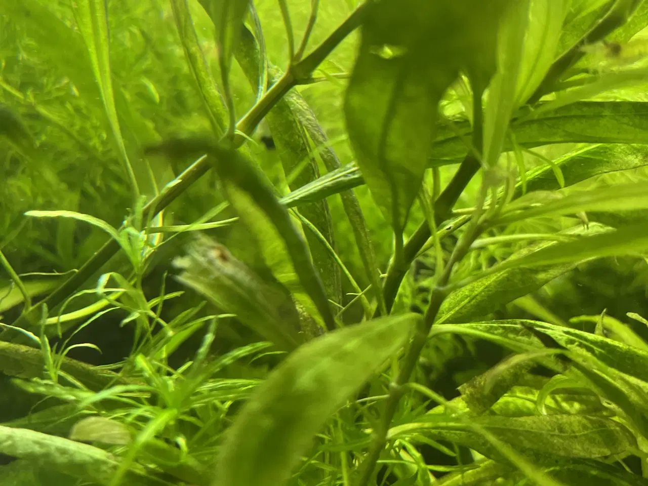 Billede 1 - Akvarie fisk