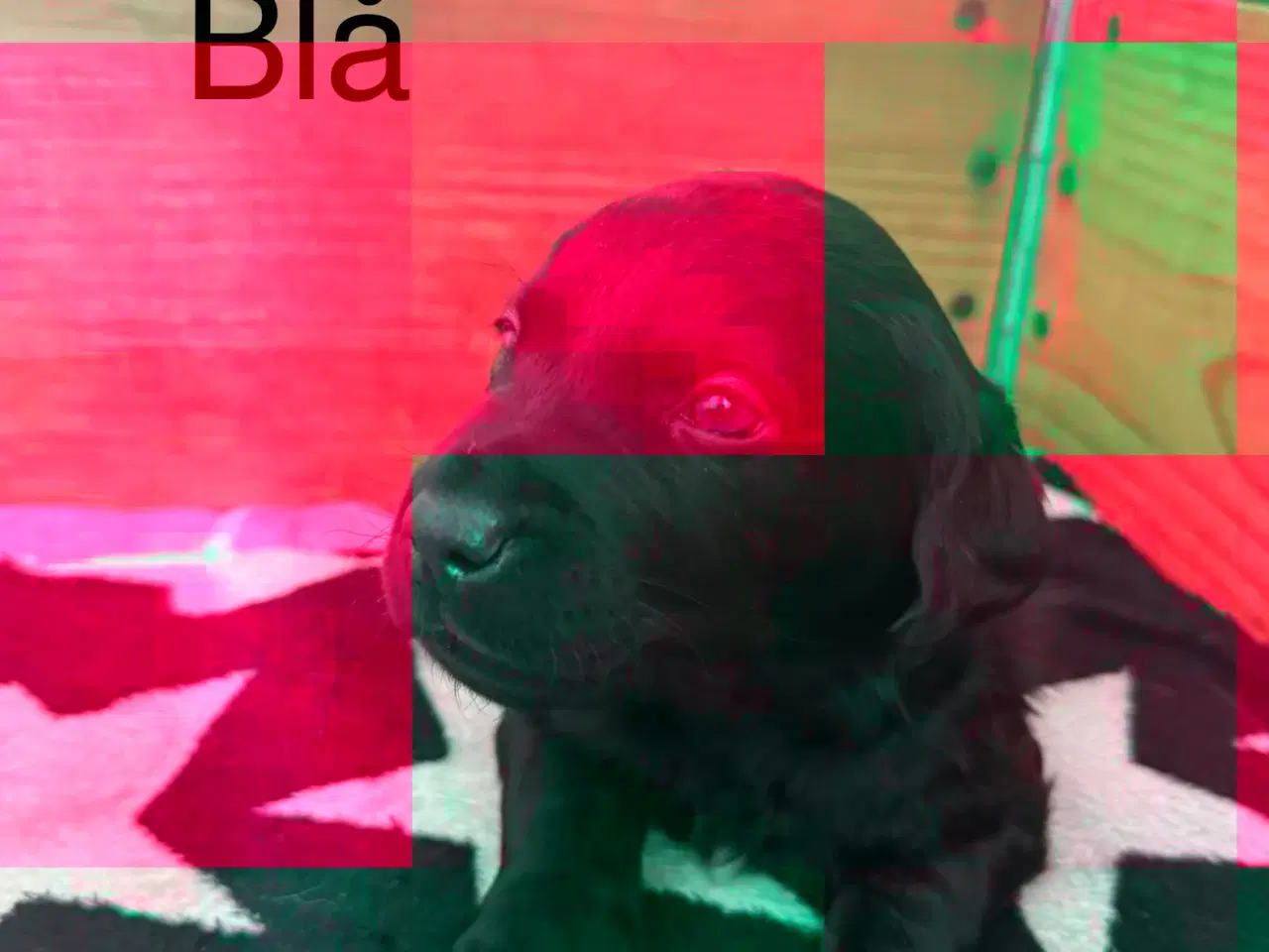 Billede 6 - Formel1  hvalpe 🥰 